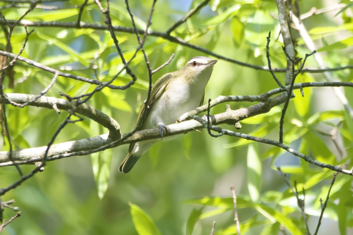 アカメモズモドキ - ML645218915