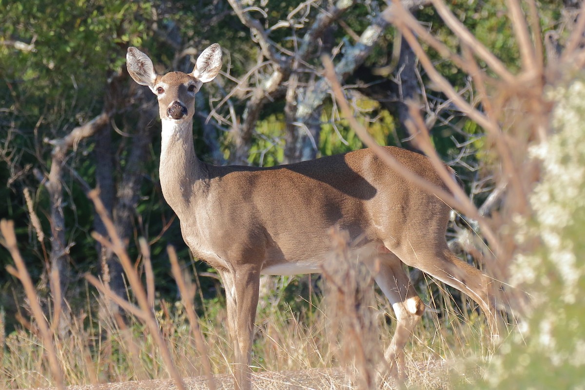 White-tailed Deer - ML645218916