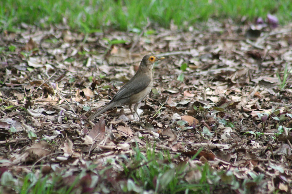 Spectacled Thrush - ML645218917