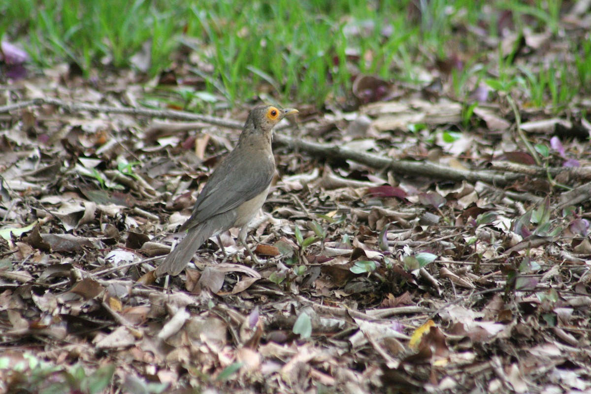 Spectacled Thrush - ML645218940