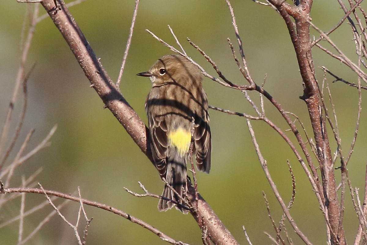 Yellow-rumped Warbler - ML645218970