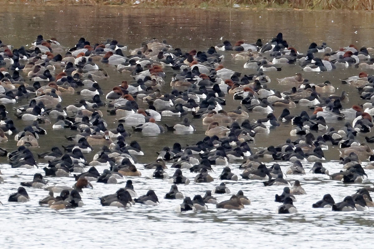 Redhead - ML645218972