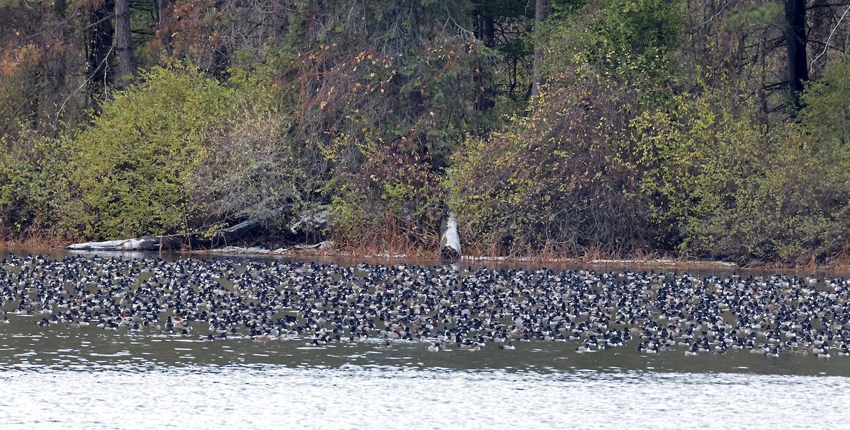 Ring-necked Duck - ML645218979