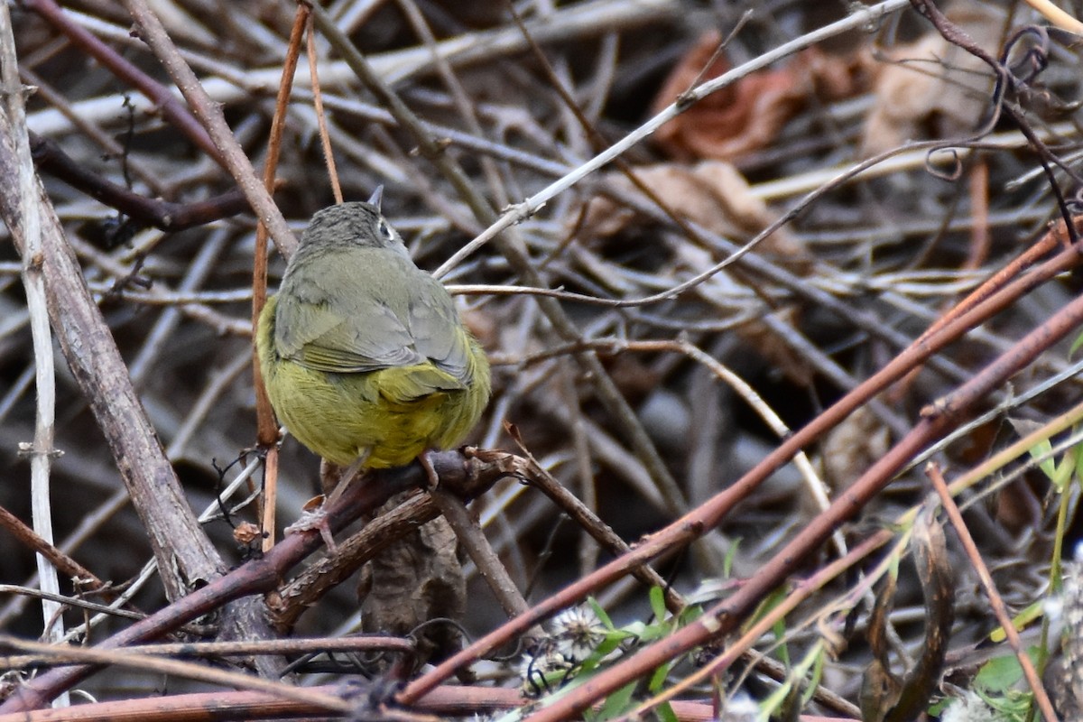 MacGillivray's Warbler - ML645218984