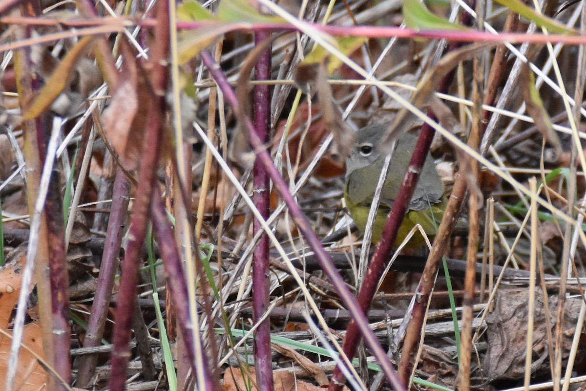 MacGillivray's Warbler - ML645218987
