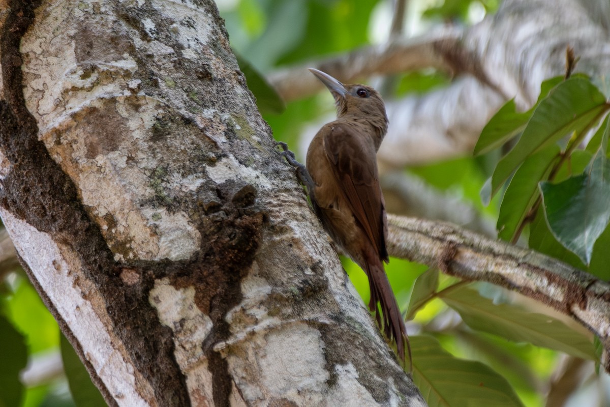 Grimpar à collier - ML645218994