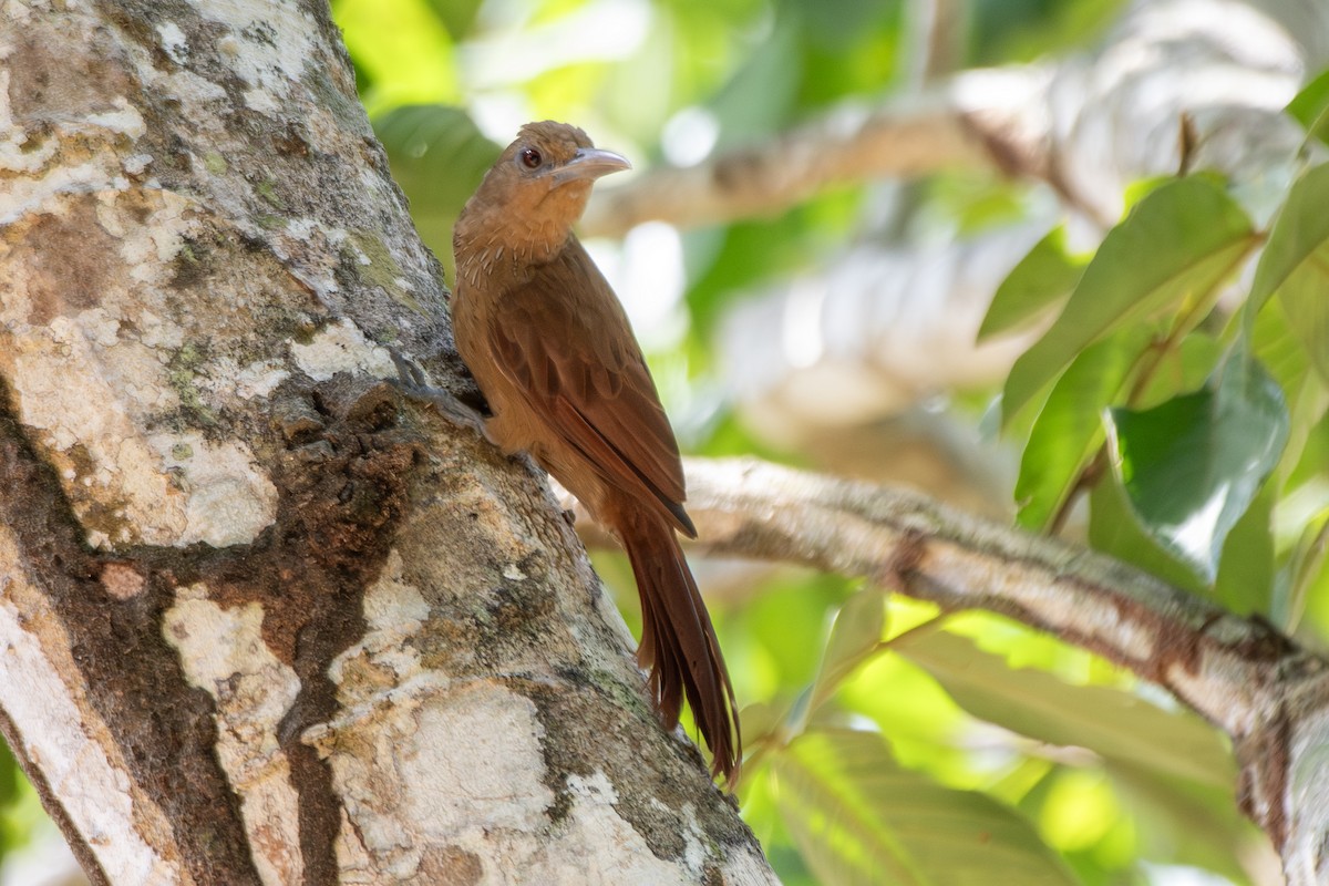 Grimpar à collier - ML645218995