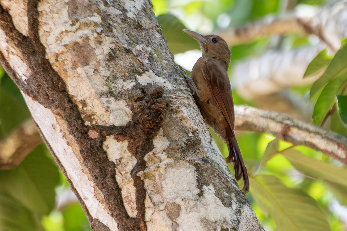 Grimpar à collier - ML645218996