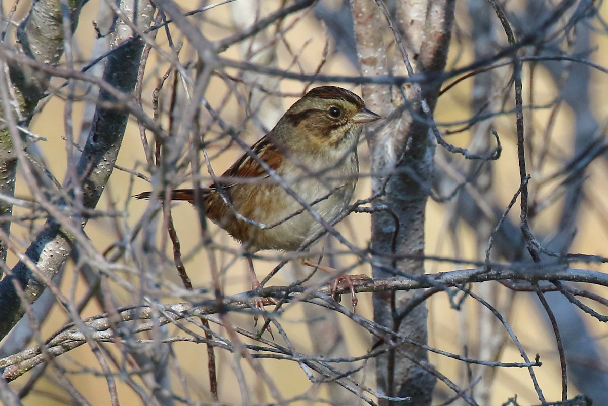 Swamp Sparrow - ML645218997
