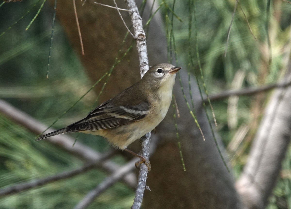 סבכון אורנים - ML645219010