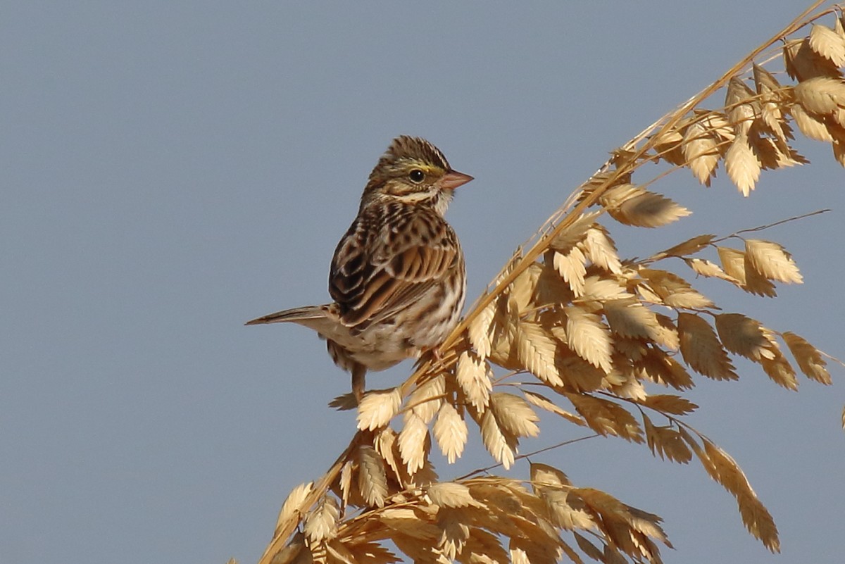 Savannah Sparrow - ML645219017