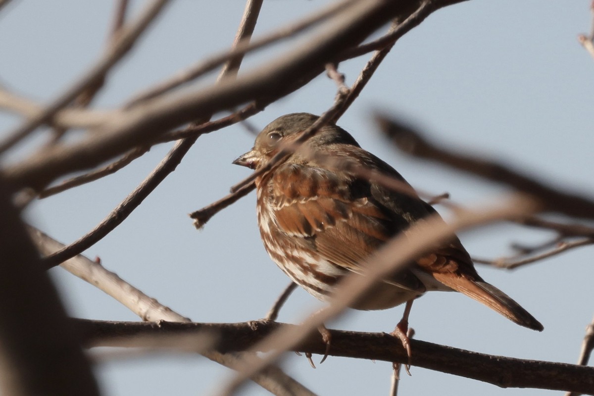 Fox Sparrow - ML645219034