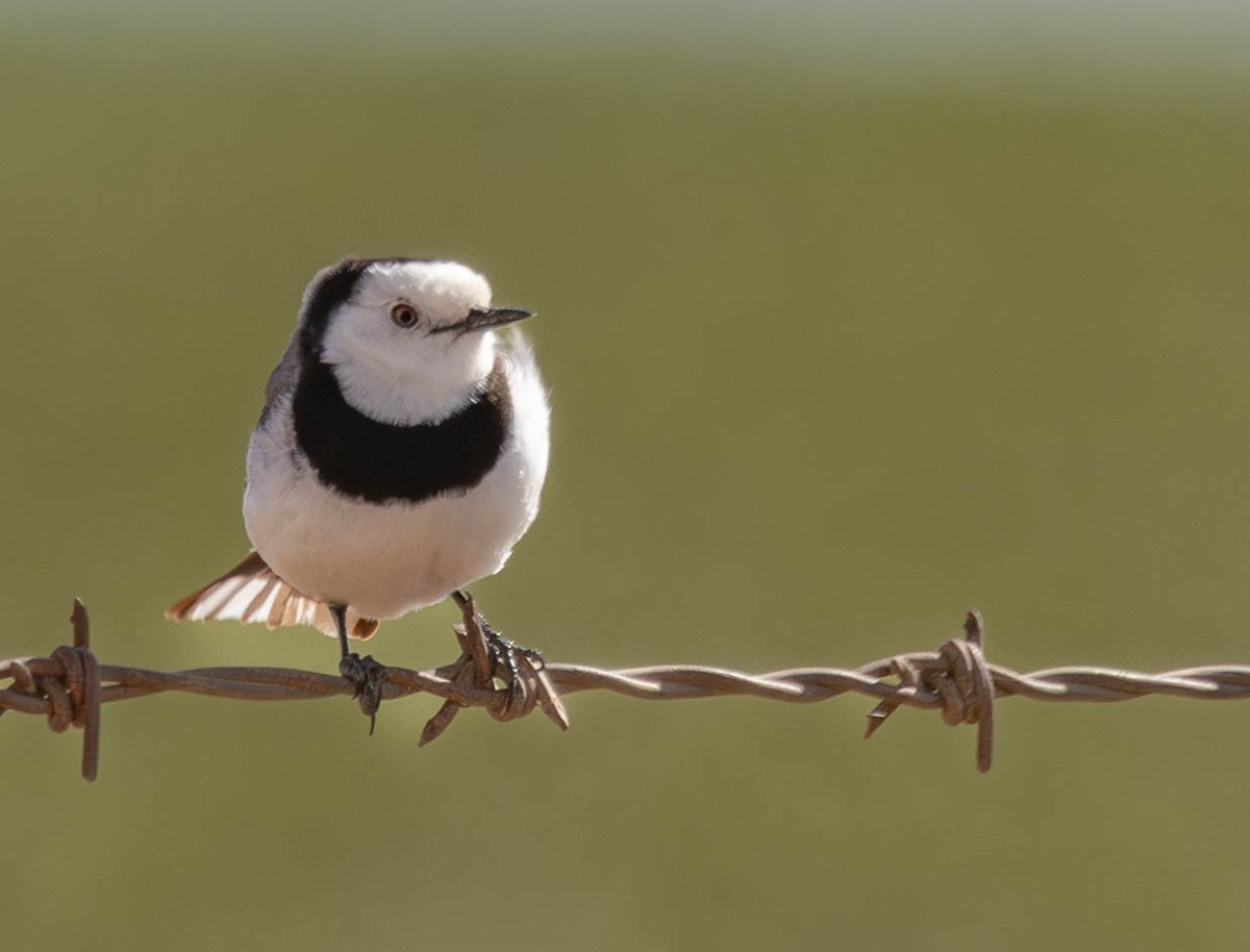White-fronted Chat - ML645219037