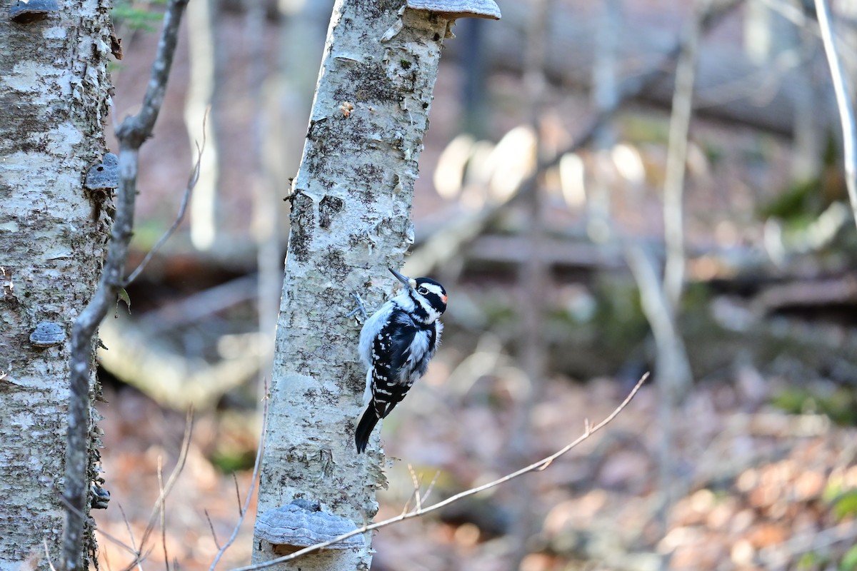 strakapoud americký - ML645219046