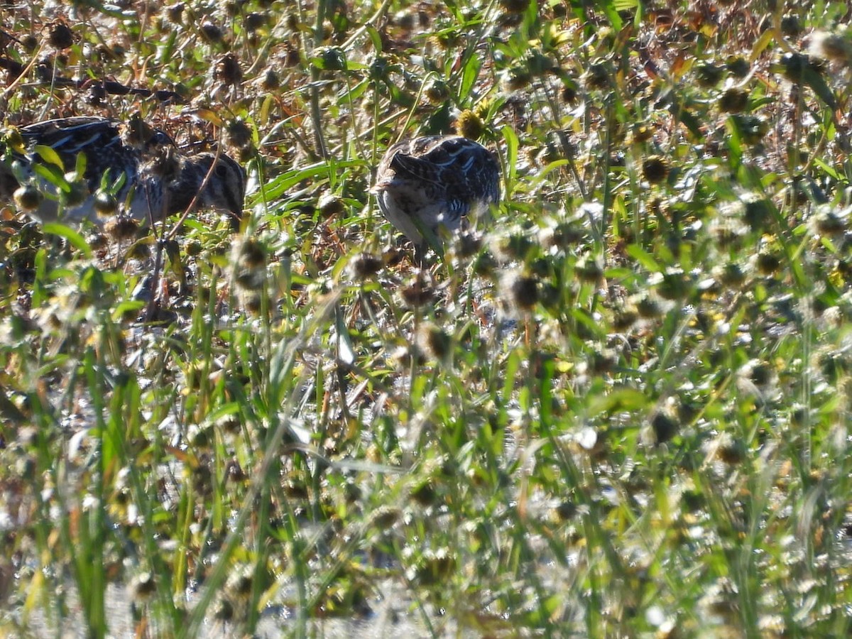 Wilson's Snipe - ML645219057