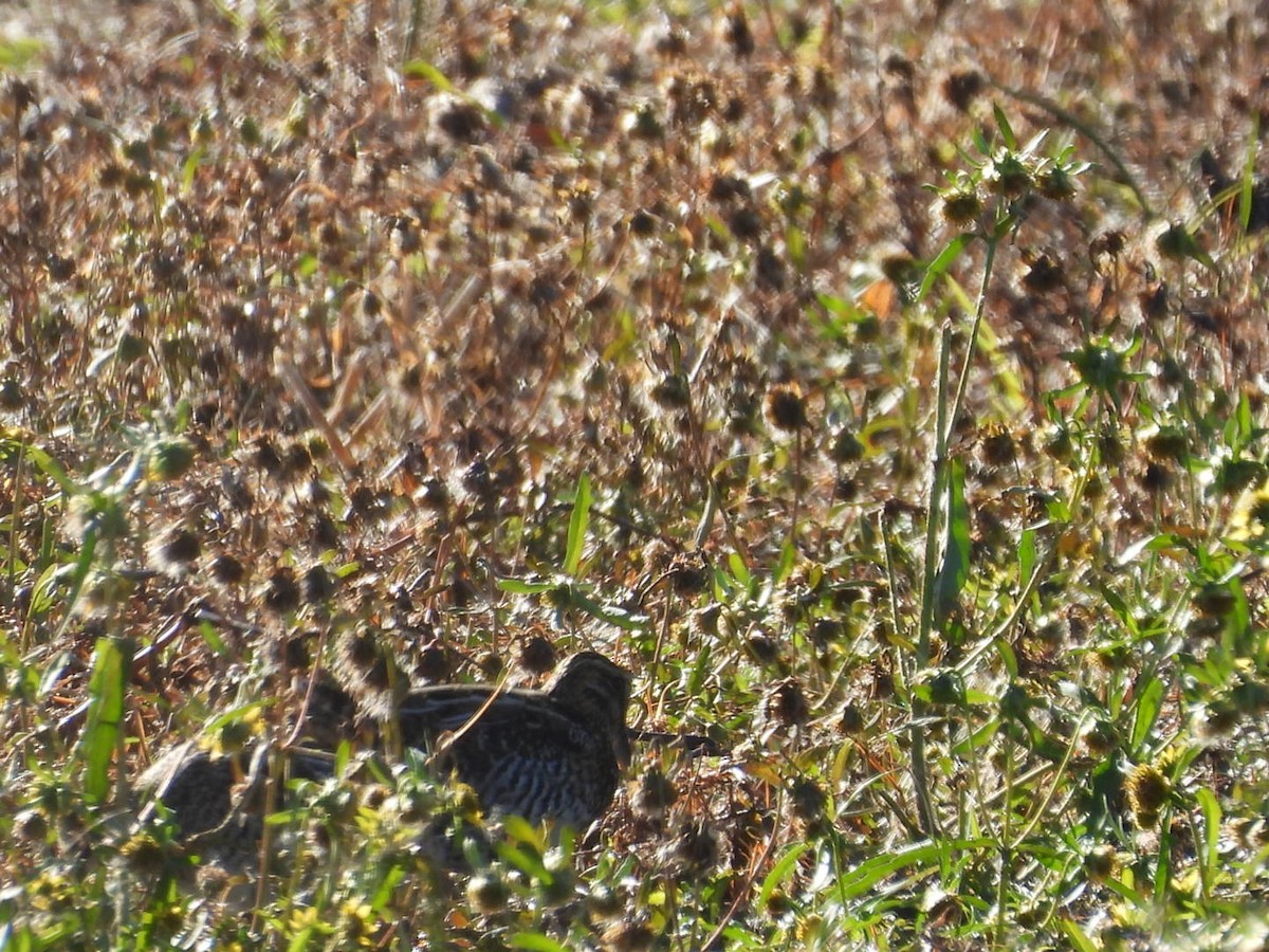 Wilson's Snipe - ML645219058