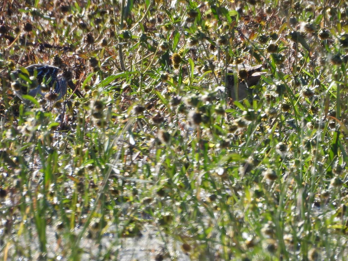 Wilson's Snipe - ML645219059