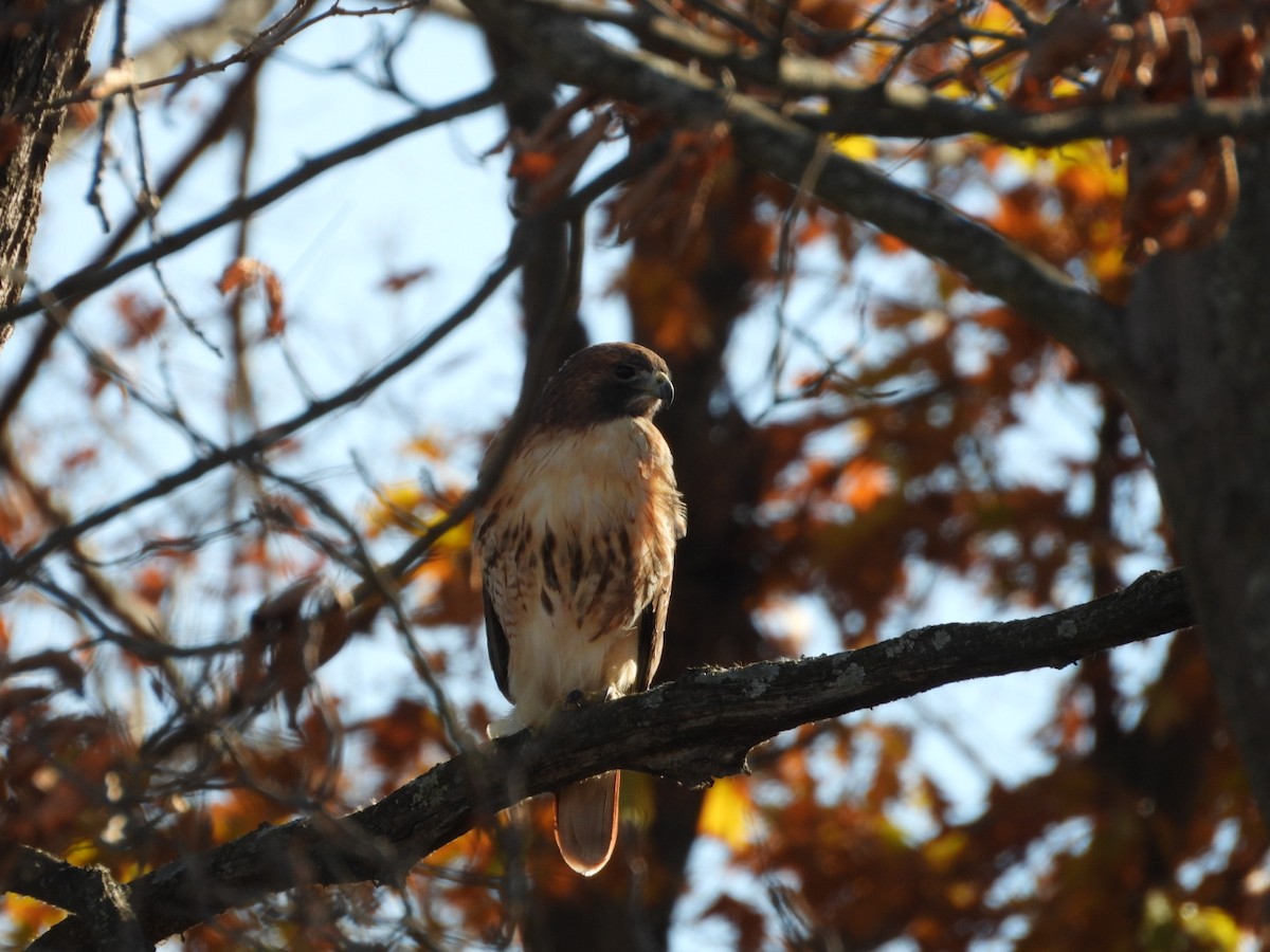 Red-tailed Hawk - ML645219070