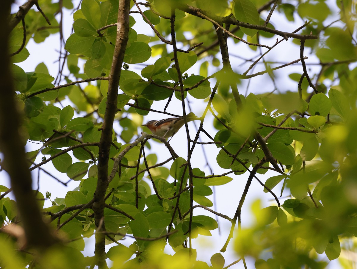 Пісняр-лісовик каштановий - ML645219071