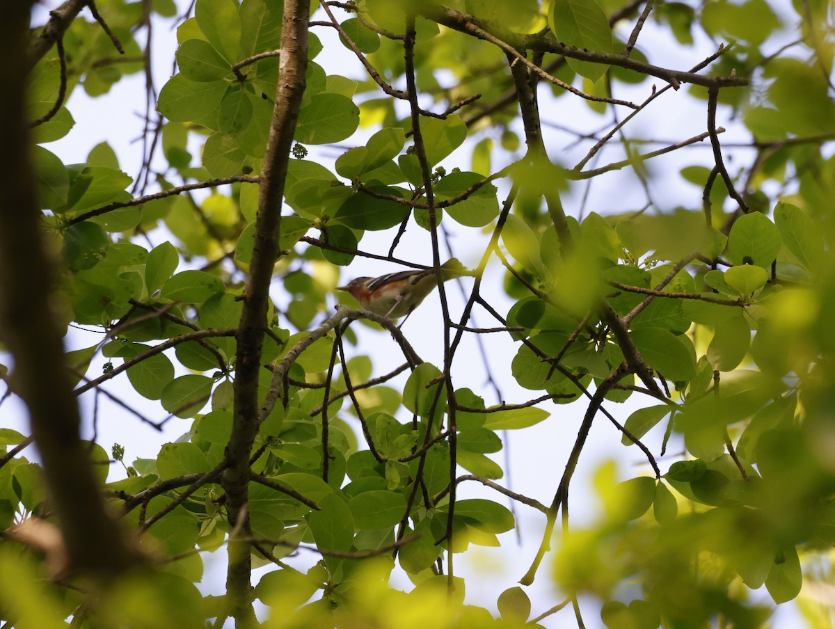Пісняр-лісовик каштановий - ML645219072