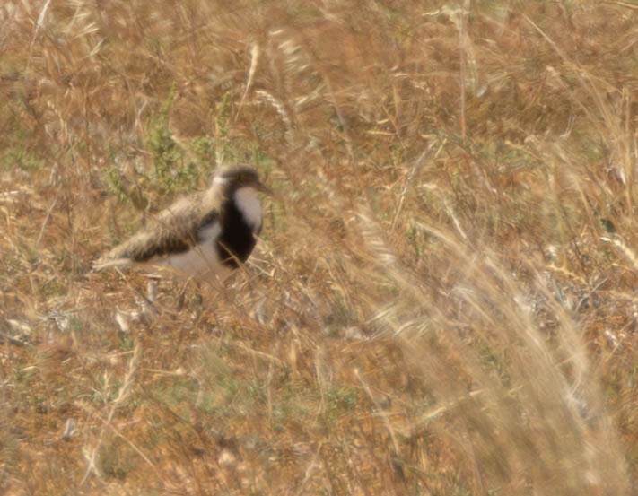Banded Lapwing - ML645219080