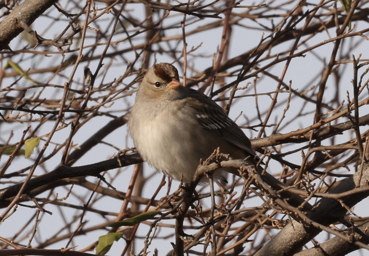 White-crowned Sparrow - ML645219087