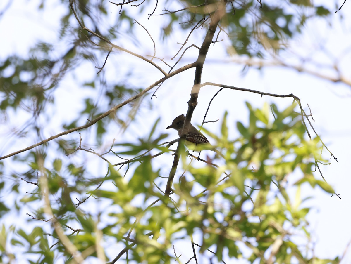 Great Crested Flycatcher - ML645219089