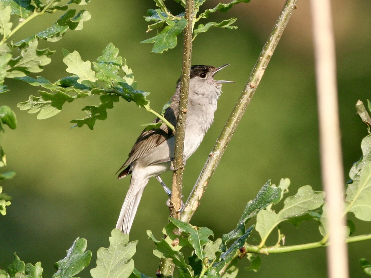 Eurasian Blackcap - ML645219090