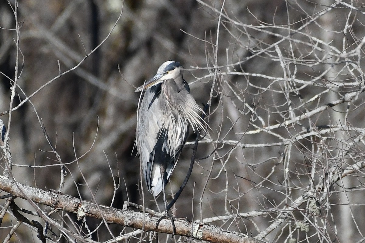 Great Blue Heron - ML645219091