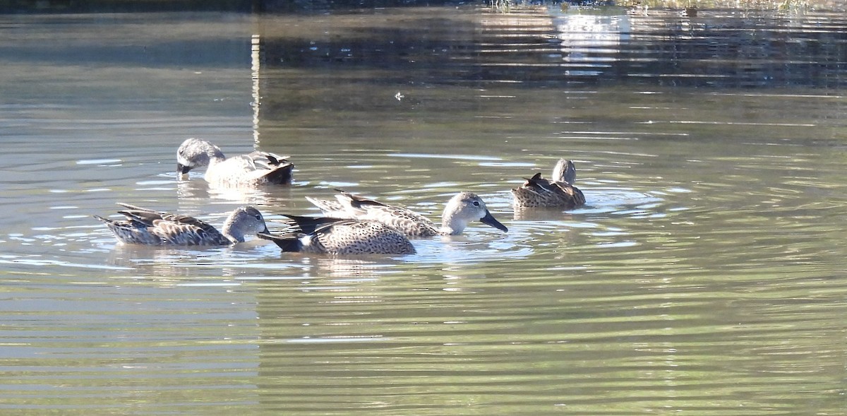 Blue-winged Teal - ML645219092