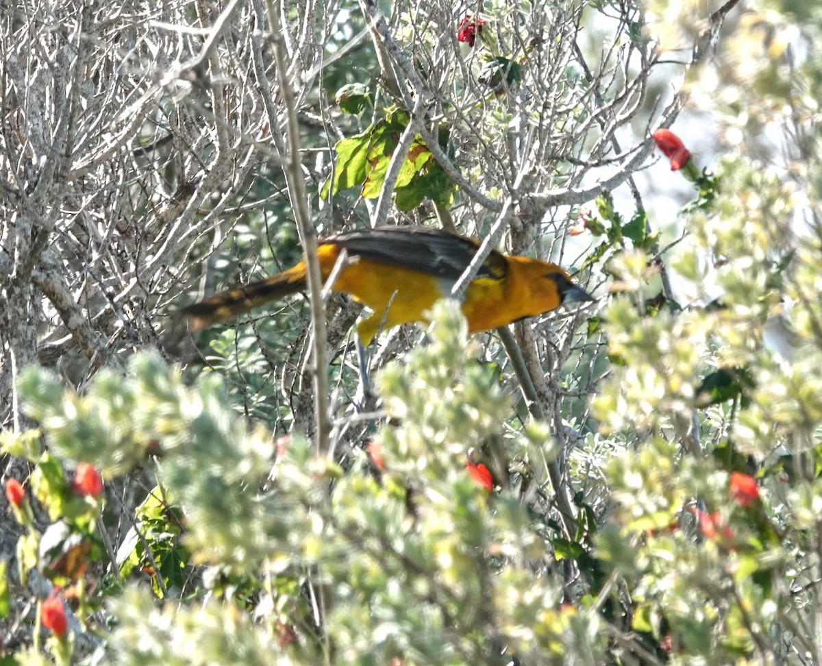 Altamira Oriole - ML645219094