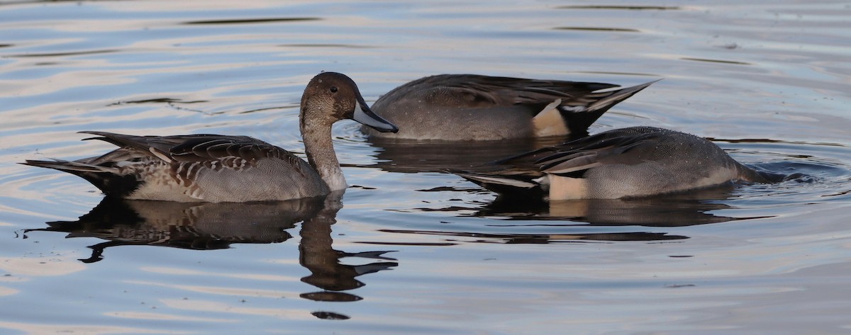 尖尾鴨 - ML645219096