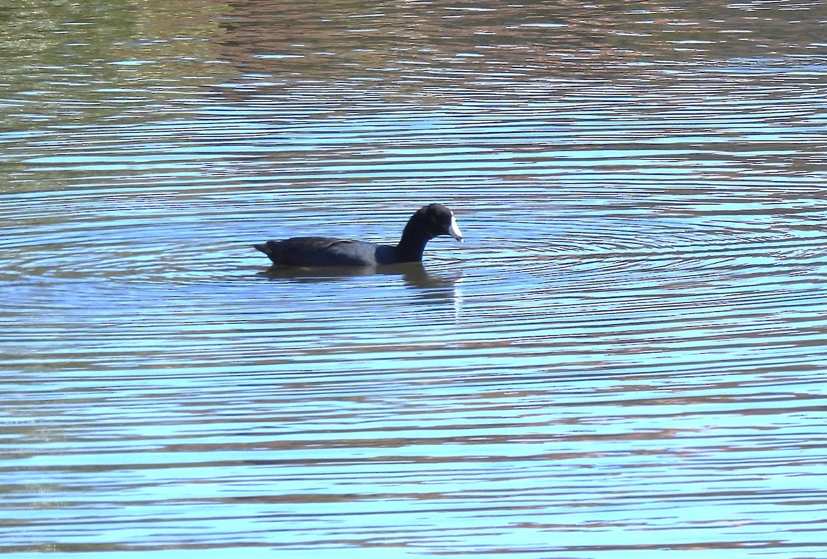 American Coot - ML645219098