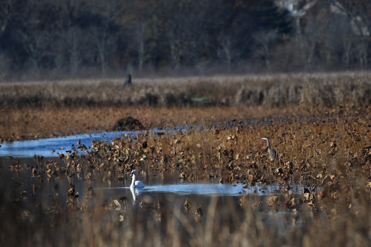 疣鼻天鵝 - ML645219099