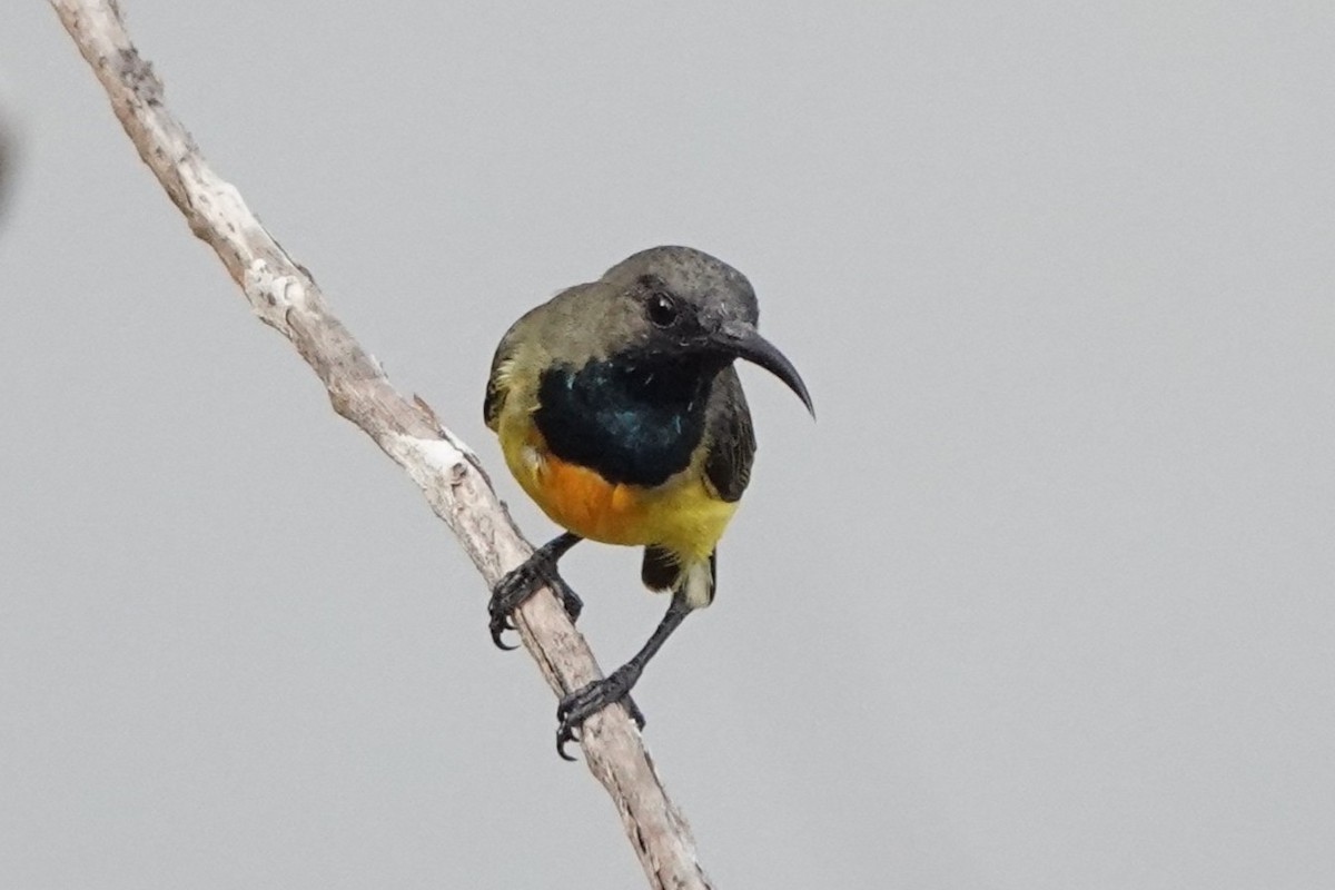 Apricot-breasted Sunbird - ML645219101