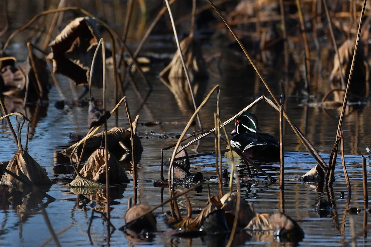 美洲鴛鴦 - ML645219102