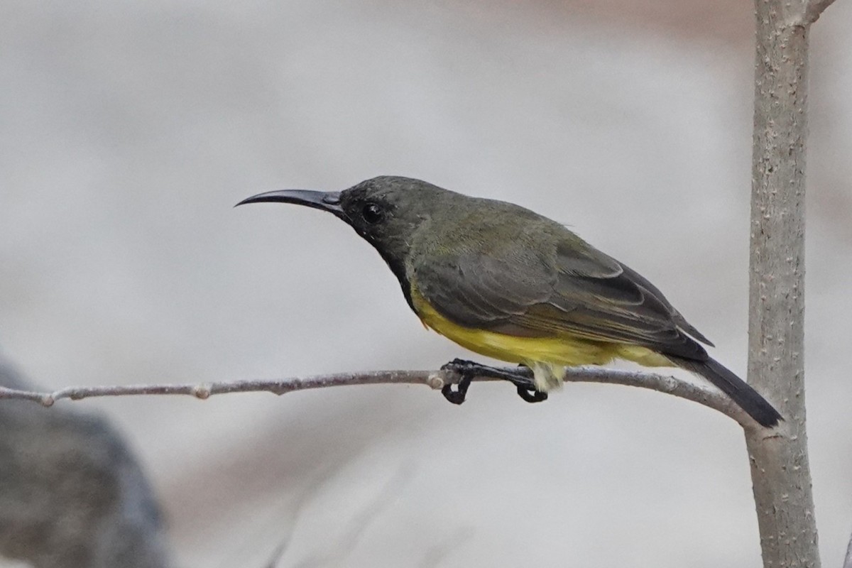 Apricot-breasted Sunbird - ML645219105