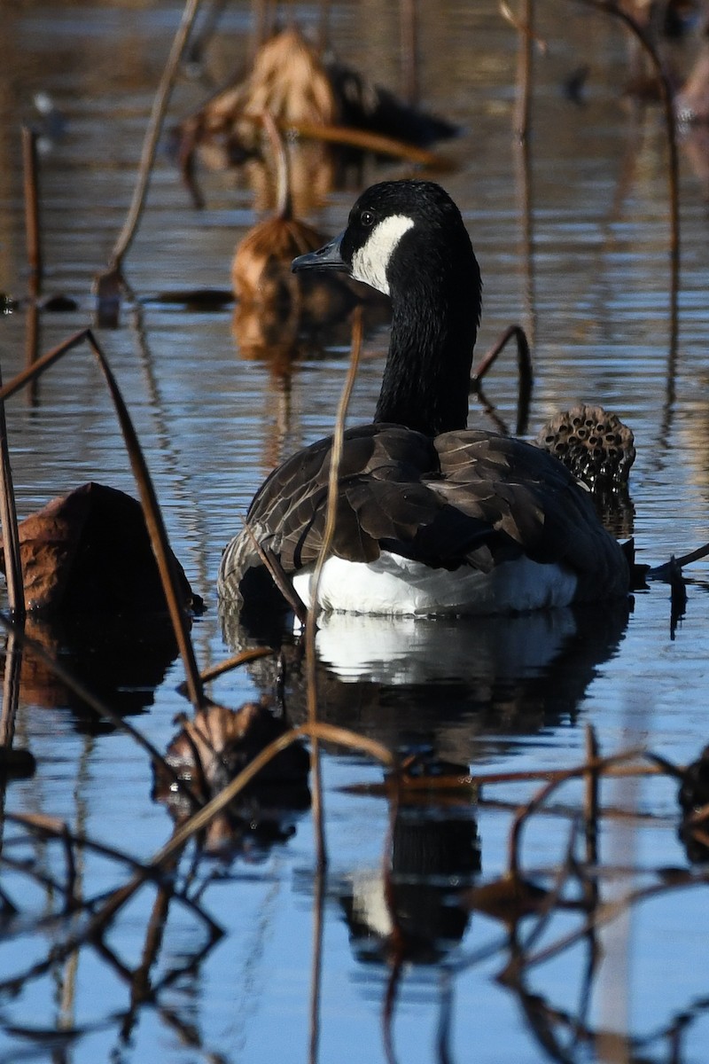 Canada Goose - ML645219106