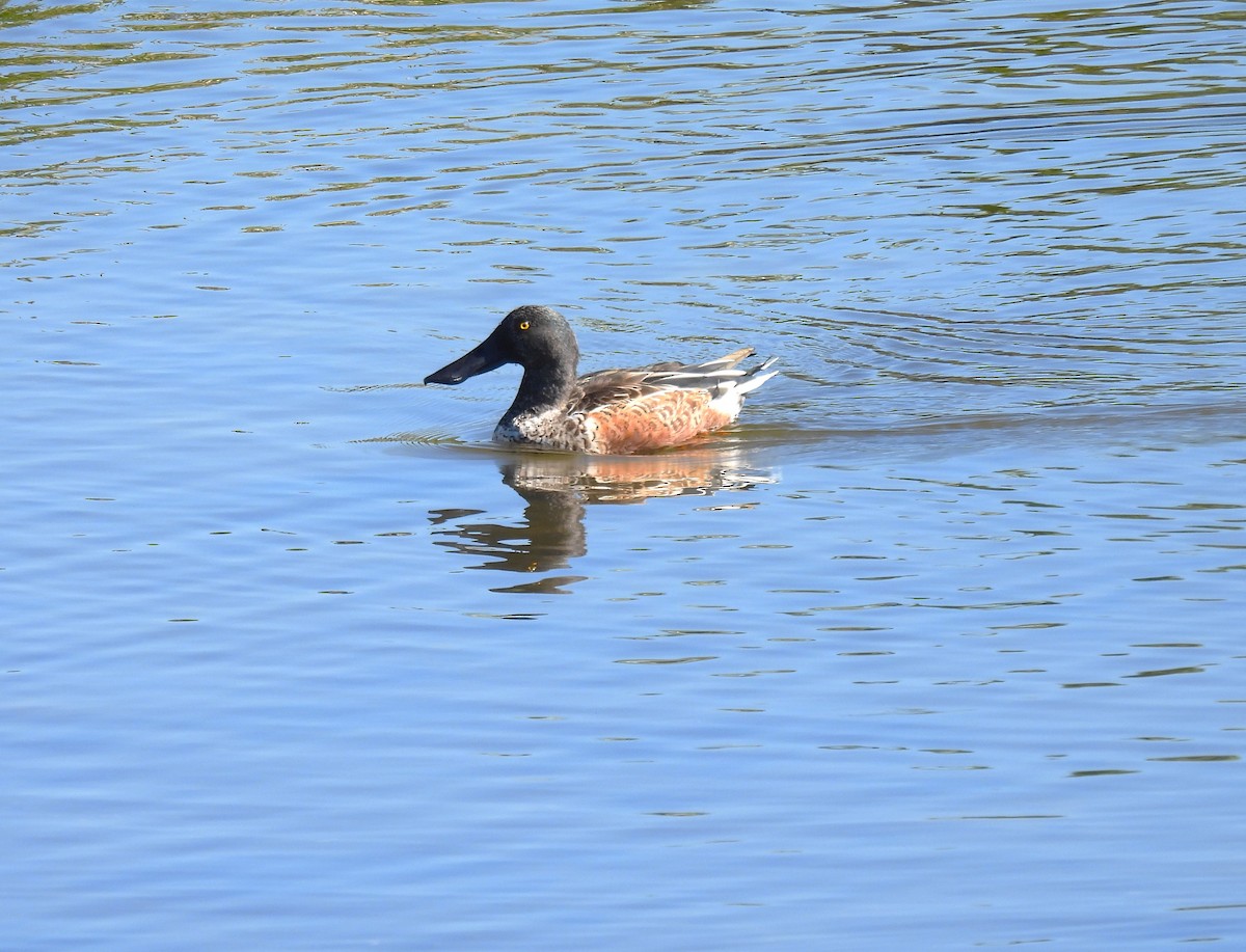 琵嘴鴨 - ML645219109
