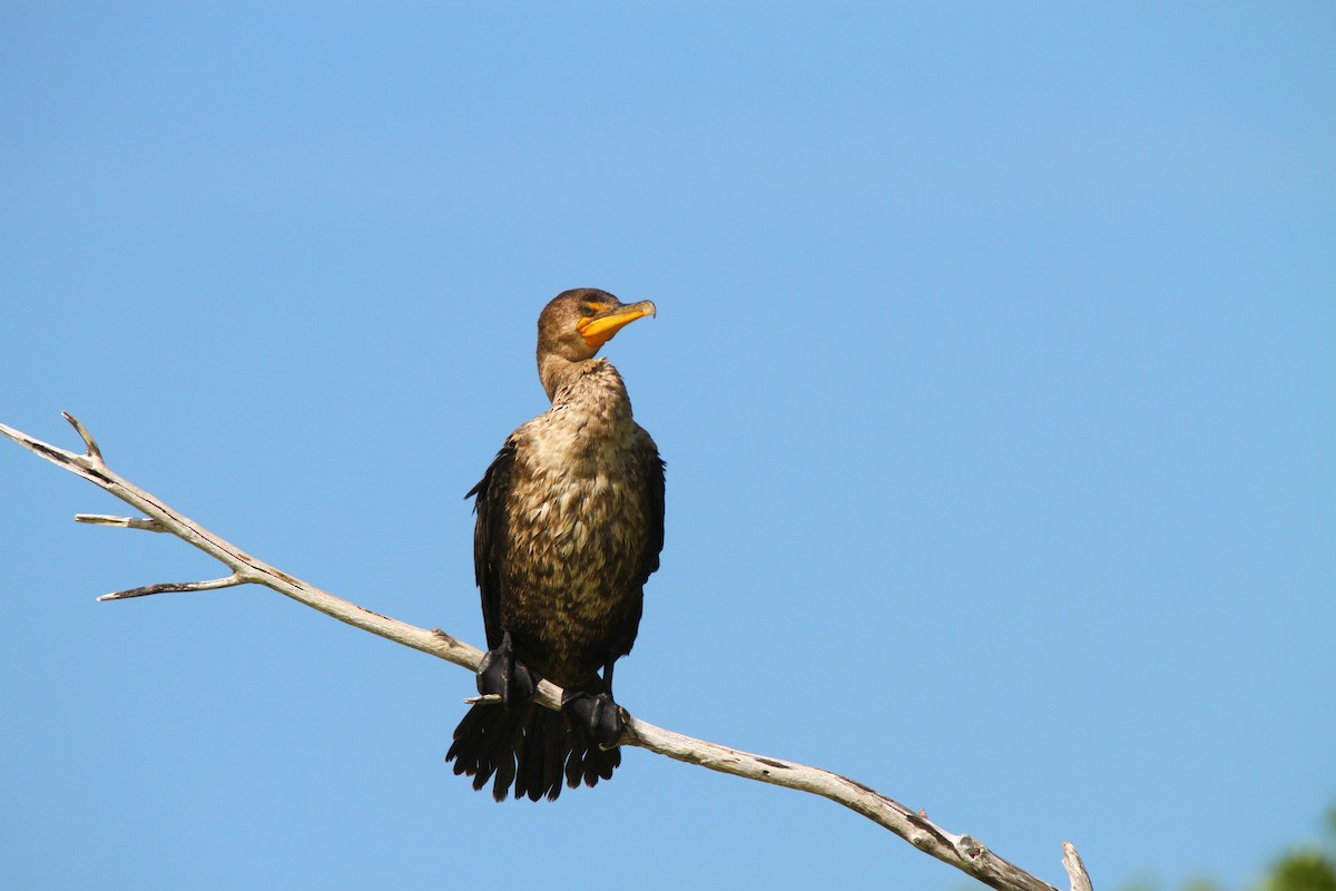 Double-crested Cormorant - Jason Duxbury