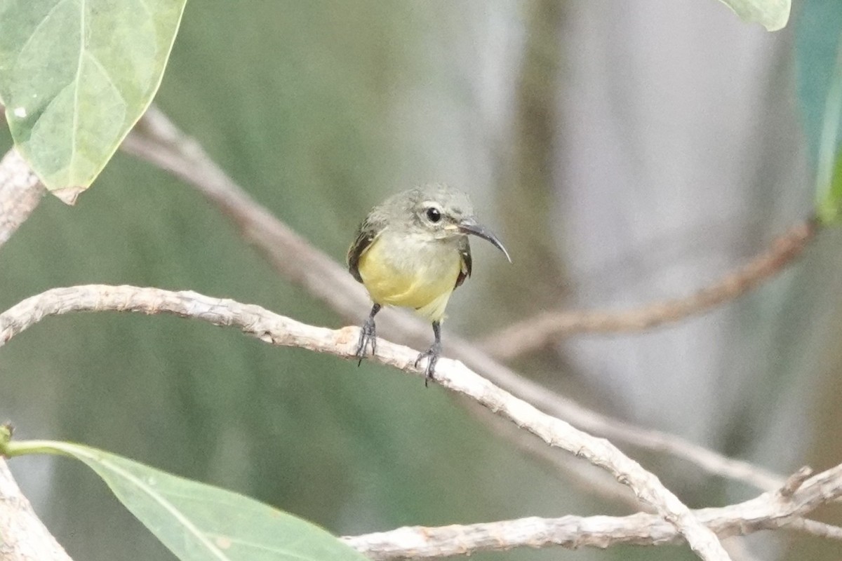 Apricot-breasted Sunbird - ML645219110