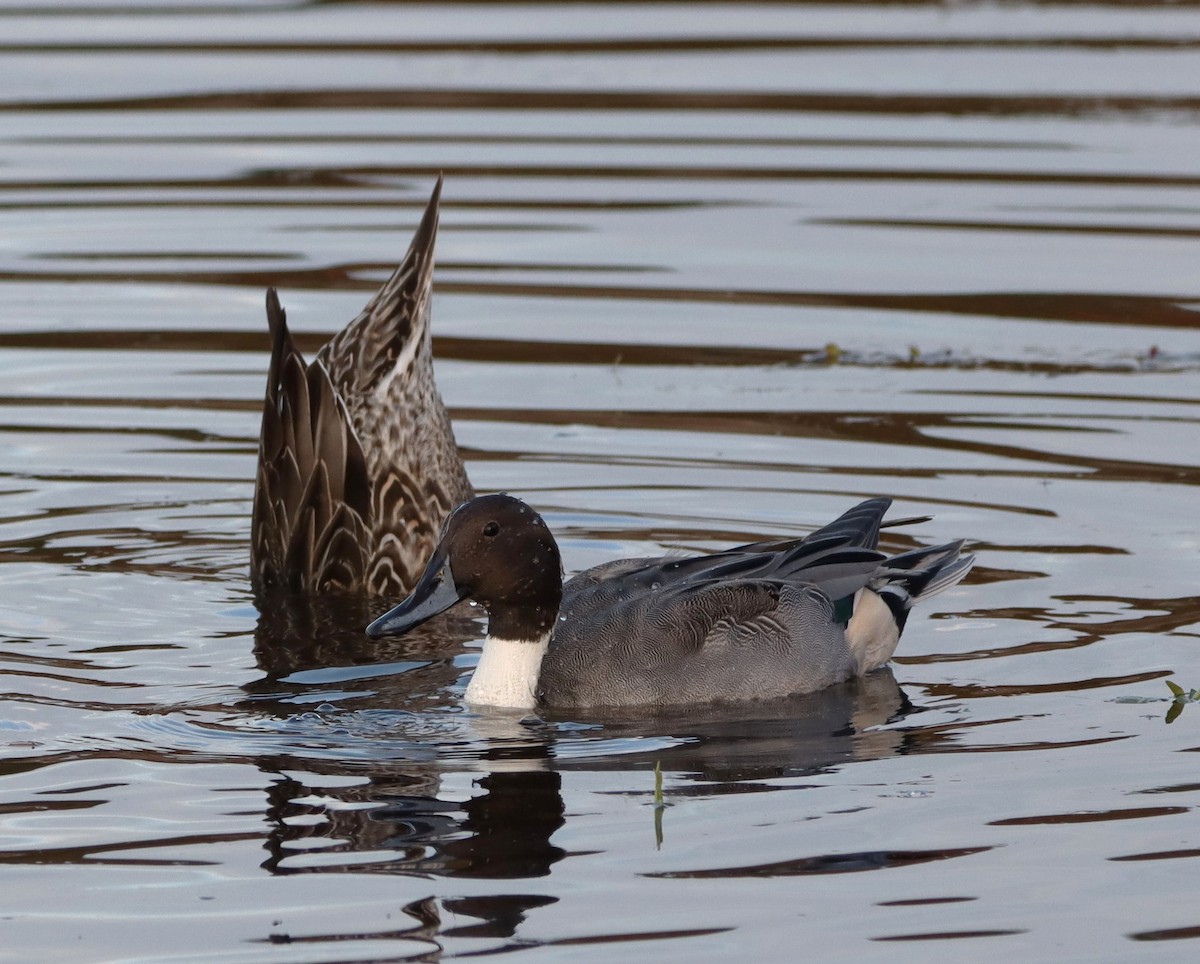 尖尾鴨 - ML645219111