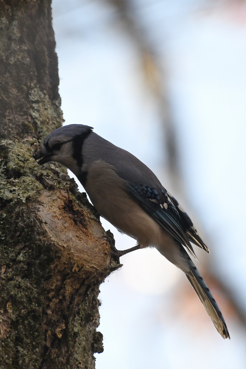 Blue Jay - ML645219112