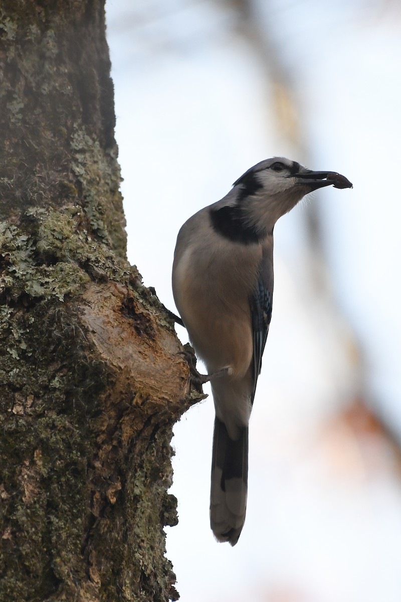 Blue Jay - ML645219113