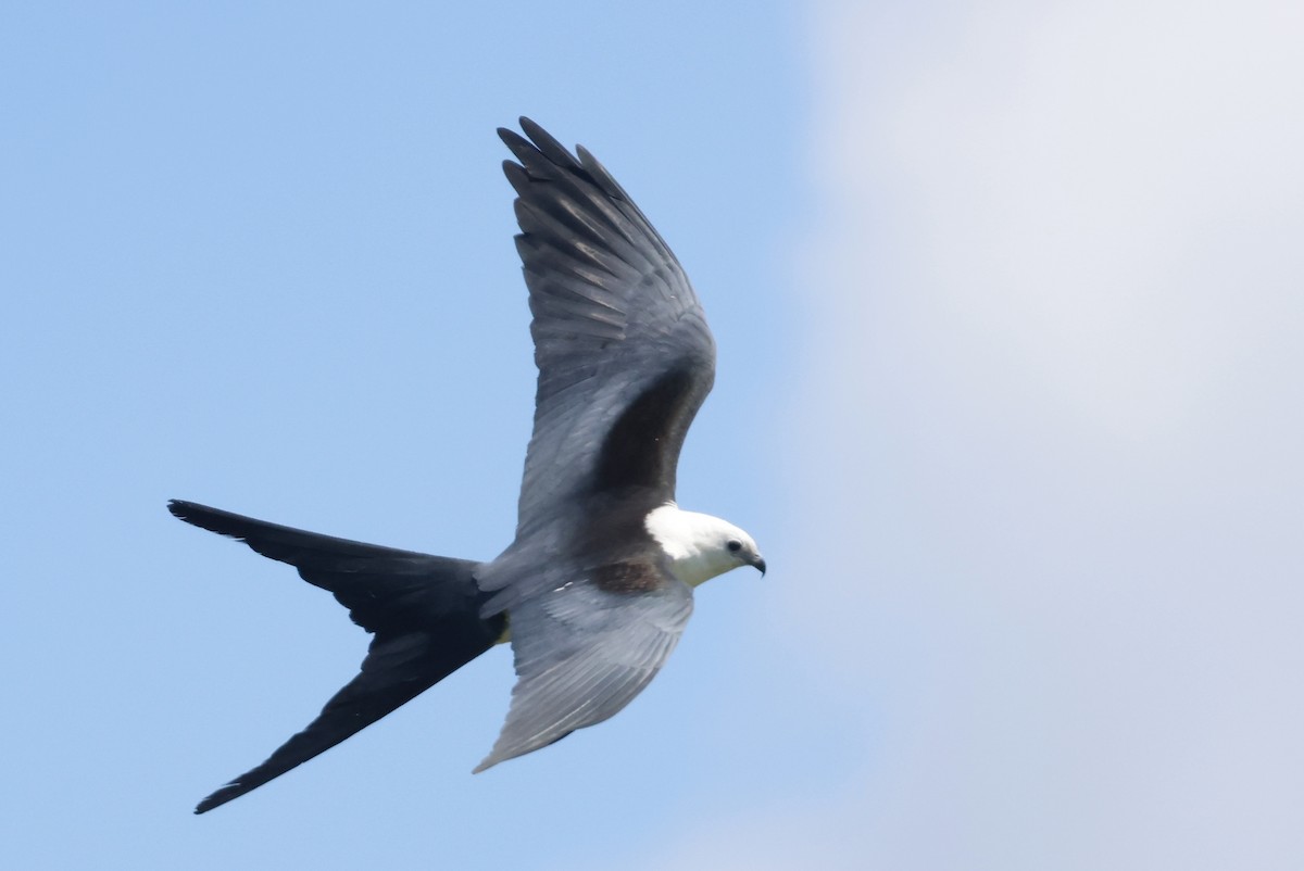 Swallow-tailed Kite - ML645219114