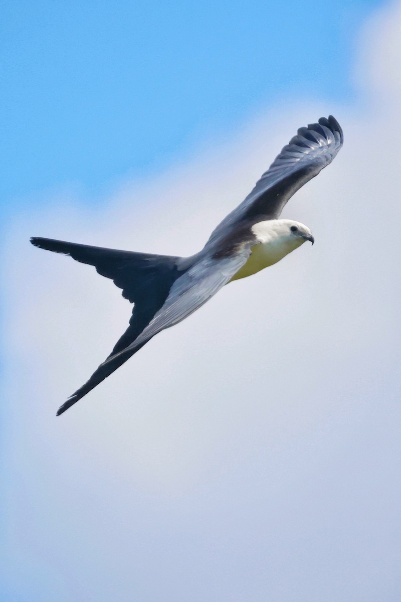 Swallow-tailed Kite - ML645219115