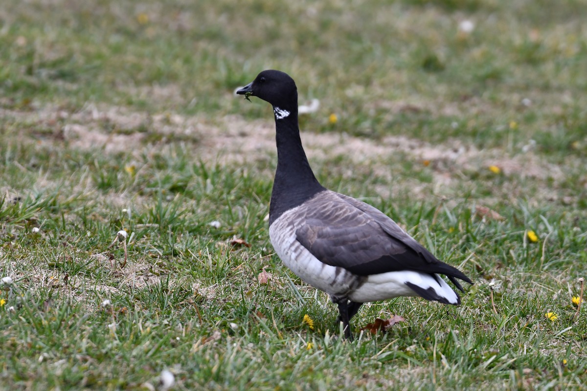 黑雁 - ML645219117