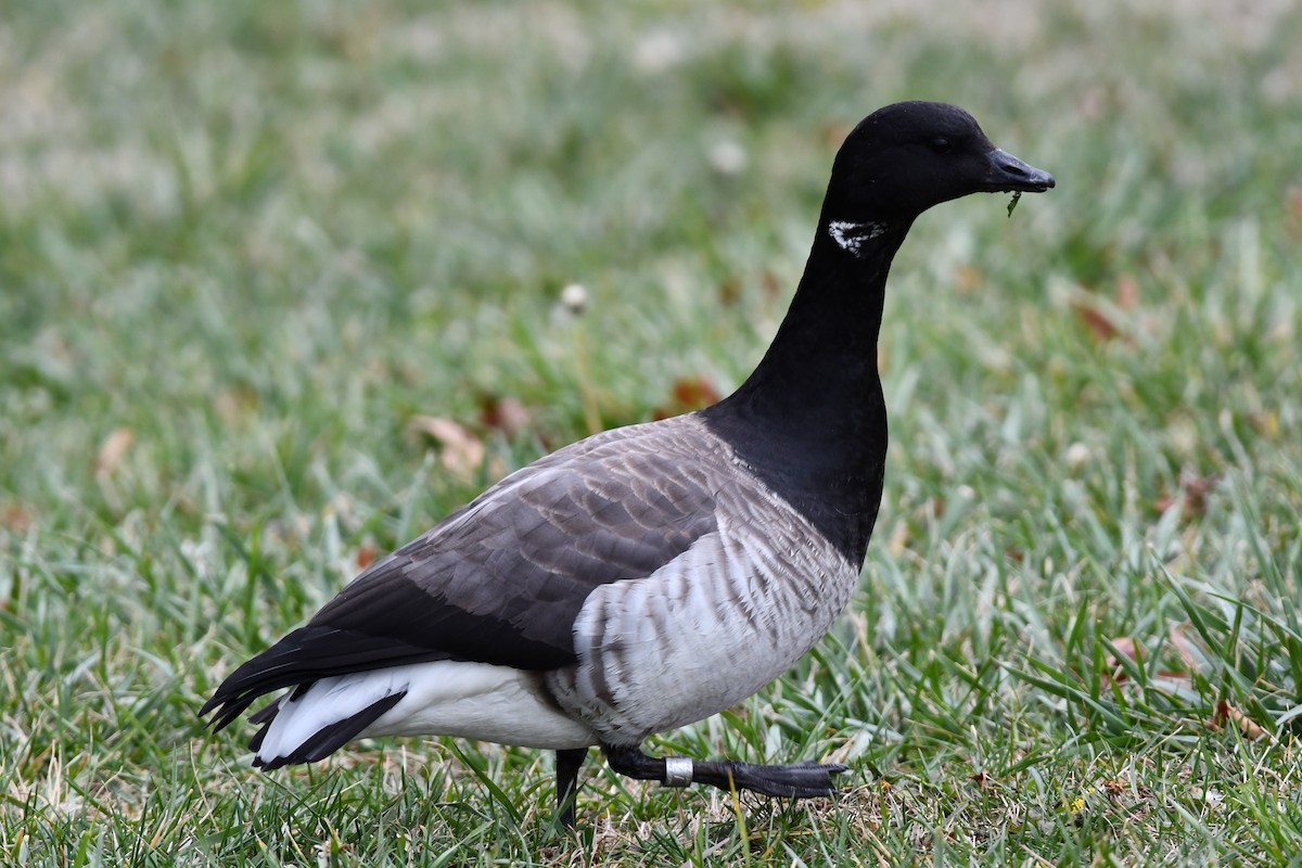 黑雁 - ML645219118