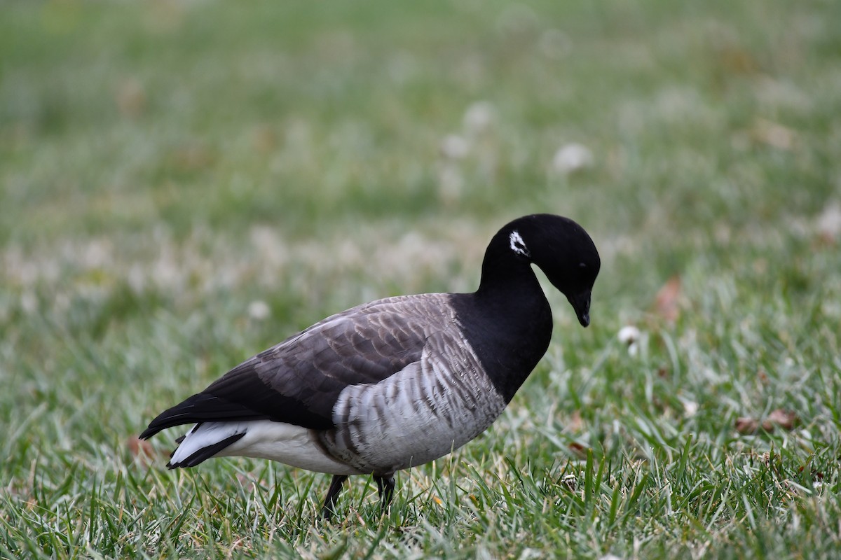 黑雁 - ML645219119