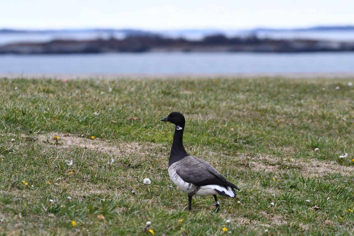 黑雁 - ML645219122